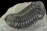Morocops Trilobite - Great Shell Detail #125281-4